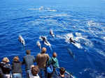 ​Swim with wild dolphins in the Azores