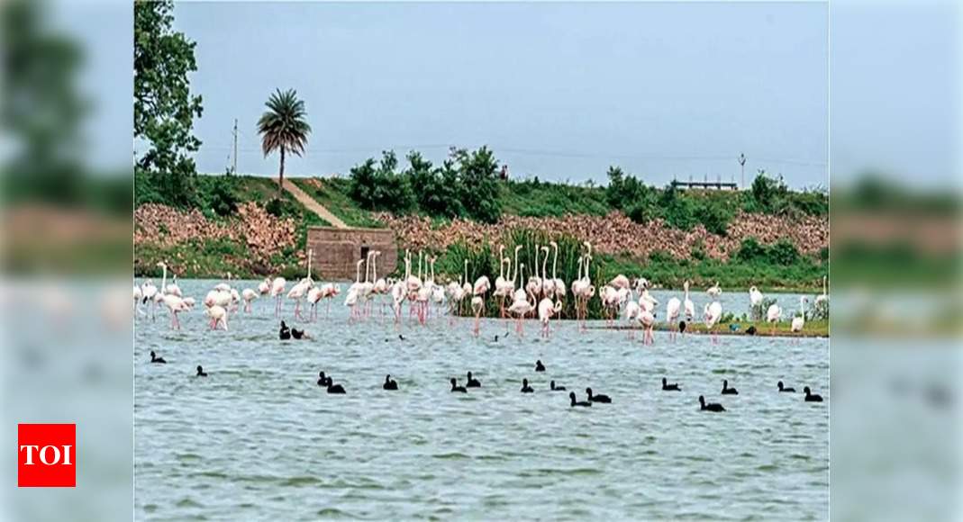 Telangana: 881 encroachments identified in 11 water bodies