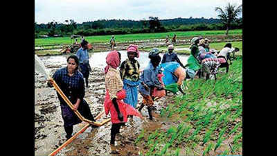 Gujarat: Sowing rises, agri loans swell 22%
