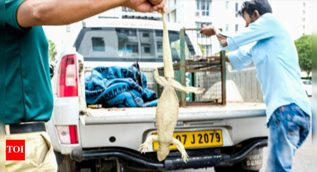 Kolkata Water monitor lizard rescued from housing complex in New Town