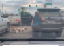 Viral video shows woman rescuing dogs wandering on busy street