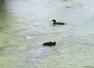 Mother duck playing hide and seek with her ducklings wins the hearts of netizens