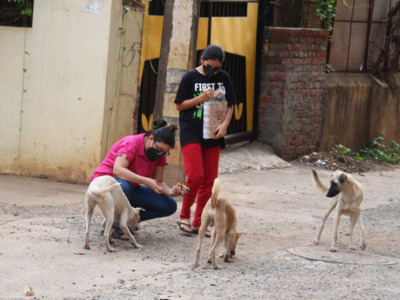 Curd rice is good for cheap dogs