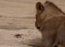 Viral video shows lions fascinated by a crab's presence