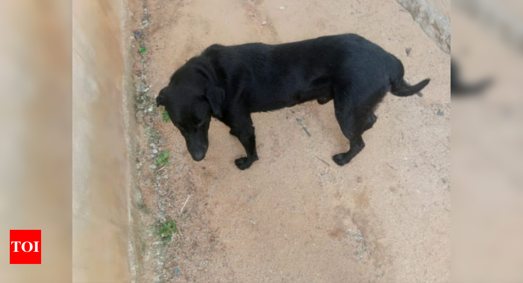 Dog beaten to death in Kerala: Police record arrest of two youths