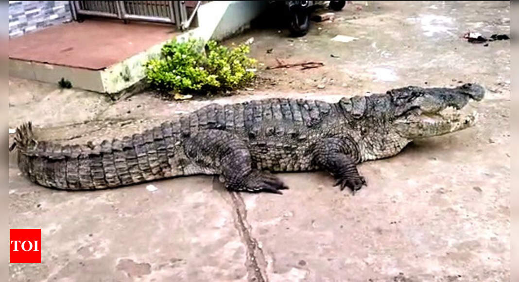 Crocodile enters Karnataka village, creates panic