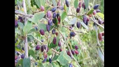 No takers for Mussoorie’s seasonal wild berries this year