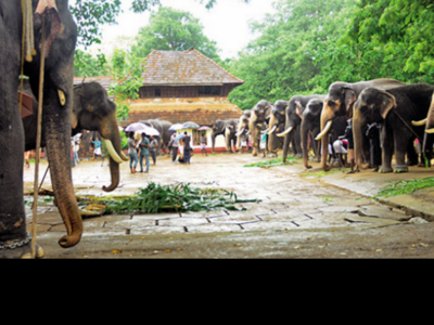 Sukhachikitsa amid Covid for Guruvayur Devaswom’s elephants