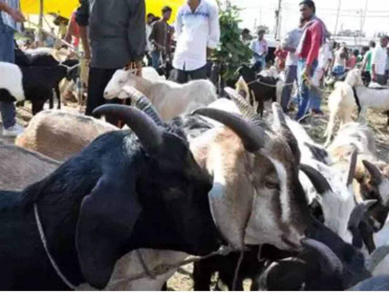 PM Modi urged to ban animal sacrifice | India News - Times of India