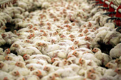Vietnam reports first H5N8 avian flu outbreak in poultry
