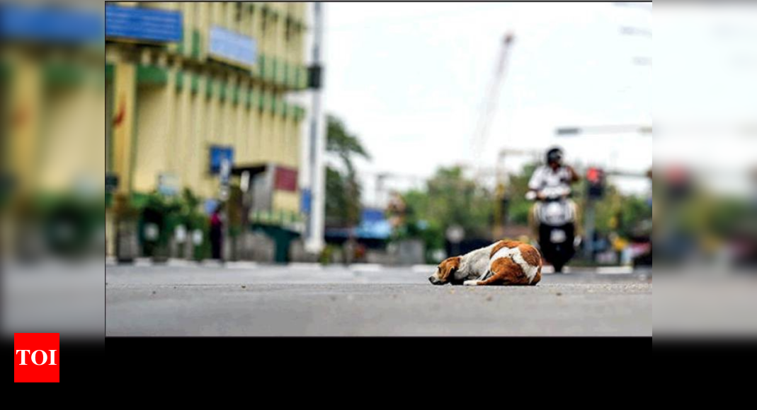 Chennai’s unsterilised dog count up 90% in 2.5 years