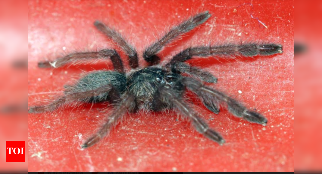 Chennai: 107 live spiders found inside air parcel from Poland seized | Chennai News - Vimarsana News