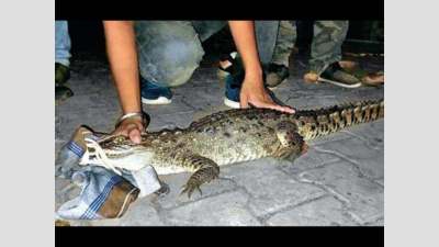Gujarat: Crocodile ventures near housing society in Bil