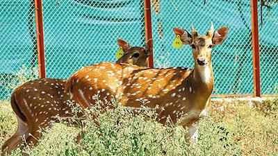 Seven park-bred spotted deer released in Vansda National Park