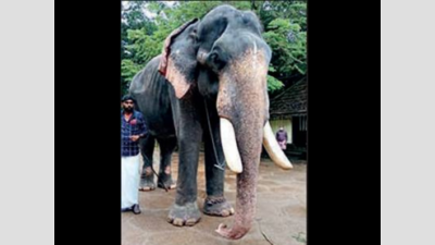 Kerala: Elephant Guruvayur Madhavankutty dies