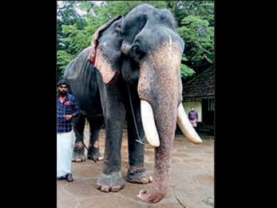 Topslip Tourism - Vinayaka Chathurthi was celebrated at Chinnar and  Kozhikamudhi elephant camps in Top Slip, Anamalai Tiger Reserve