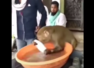 Viral video shows a monkey washing utensils at a tea stall