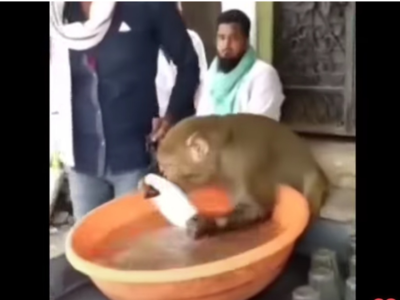 Viral video shows a monkey washing utensils at a tea stall
