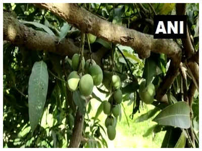 This 15-year-old tree in Uttar Pradesh bears 121 varieties of Mangoes