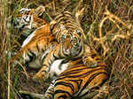 ​Sundarbans National Park, West Bengal