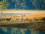 ​Pench National Park