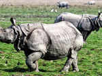 ​Kaziranga National Park