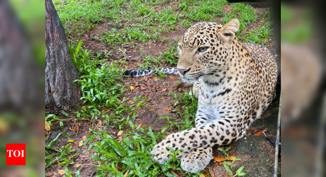 Female leopard at Thiruvananthapuram zoo gives birth to a cub ...