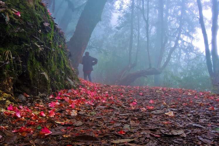 ​Barsey Rhododendron Sanctuary