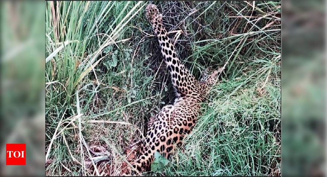 Rajasthan: Furious Villagers Kill Leopard In Sikar 