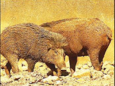 Initiated process to declare wild boars as vermin: Goa CM Pramod Sawant |  Goa News - Times of India