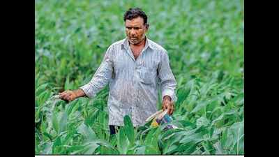 Karnataka: Low market prices, transport hurdles distress farmers