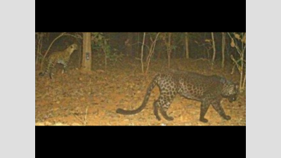 Maharashtra: Black leopard recorded in Navegaon forest