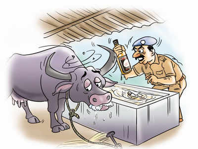 ‘Drunk’ buffaloes blow cover off liquor stashed in Gandhinagar stable