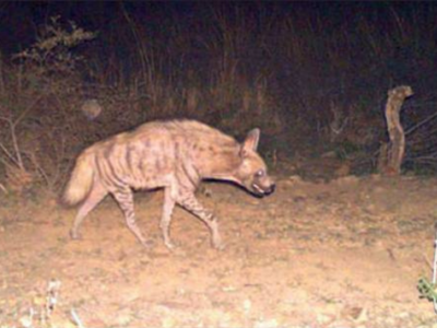 Caught On Camera: Wildlife thrives secretly within Gwalior | Bhopal News -  Times of India