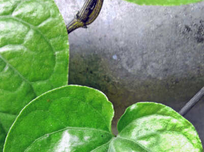 Beauty benefits of paan