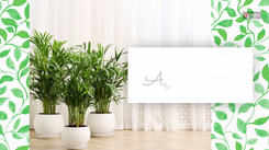 Indoor plants that are air purifiers