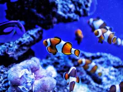 Aquarium lights: Enhance the beauty of your little fish tanks