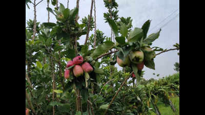 Maharashtra: Farmer grows apples in hot Osmanabad of Marathwada