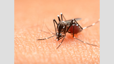 Hyderabad sees gradual spike in dengue cases due to seasonal waterlogging in monsoon