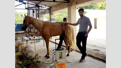 Gujarat: Indigenous physiotherapy device for animals