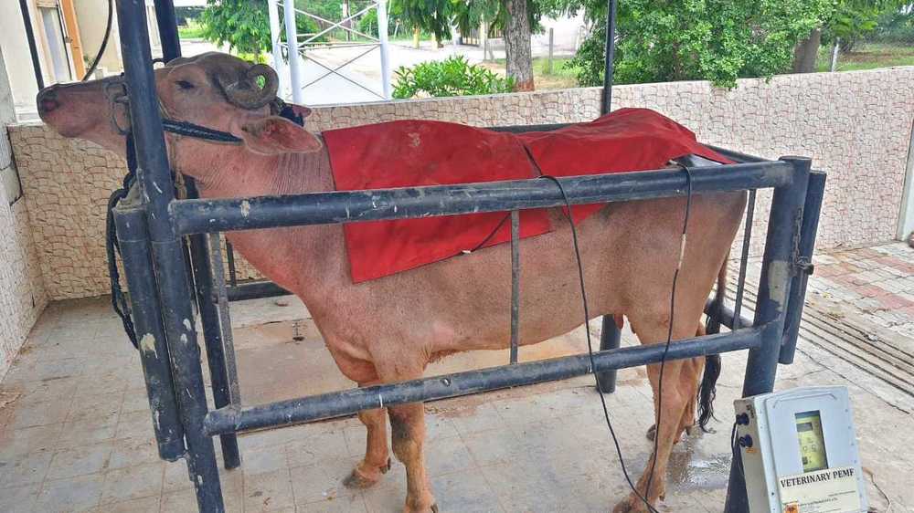 In Pics: Indigenous physiotherapy device for animal