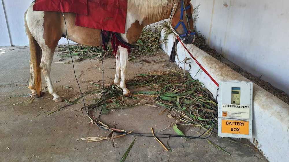 In Pics: Indigenous physiotherapy device for animal