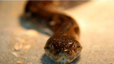 Missing 12-foot python found in crawl space of shopping mall