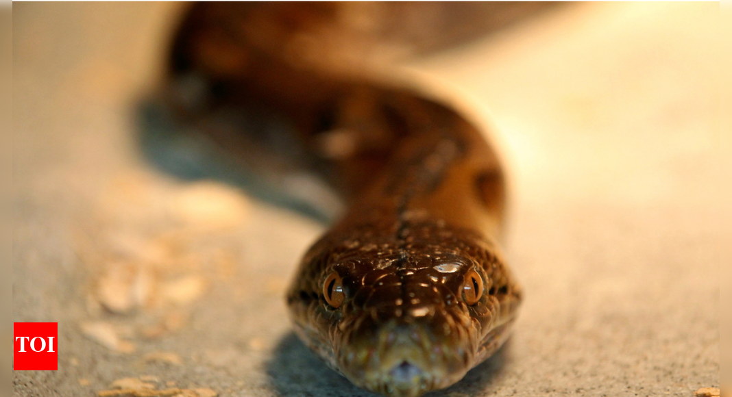 Missing 12-foot python found in crawl space of shopping mall - Times of ...