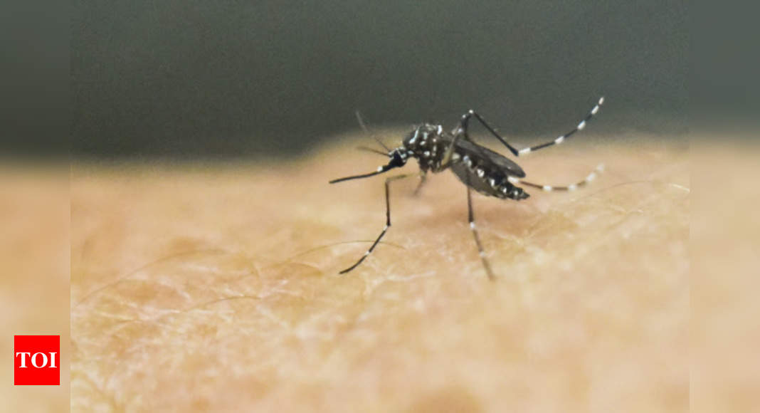 What is Zika virus: All you need to know