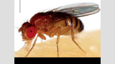 Too hot to handle: High temperature hits mating, reproduction in fruit flies