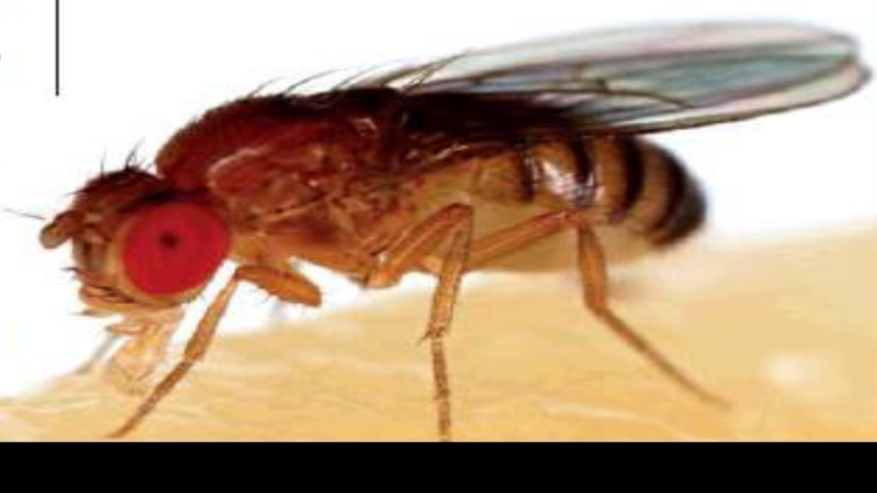 Researchers Discover How Fruit Flies Know to Mate with Their Own