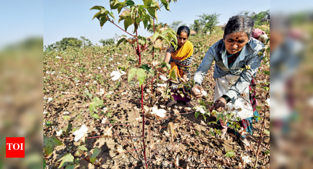 Gujarat’s cotton acreage may grow 10 Ahmedabad News Times of India