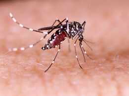 Zika virus