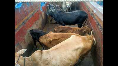Maharashtra: 7 calves transported from Raigad to Deonar rescued before slaughter
